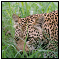 Cruise South Africa Safari