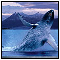 Alaskan Cruise Fredrick Sound